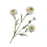 witte scabiosa tak silkka - zijden bloemen