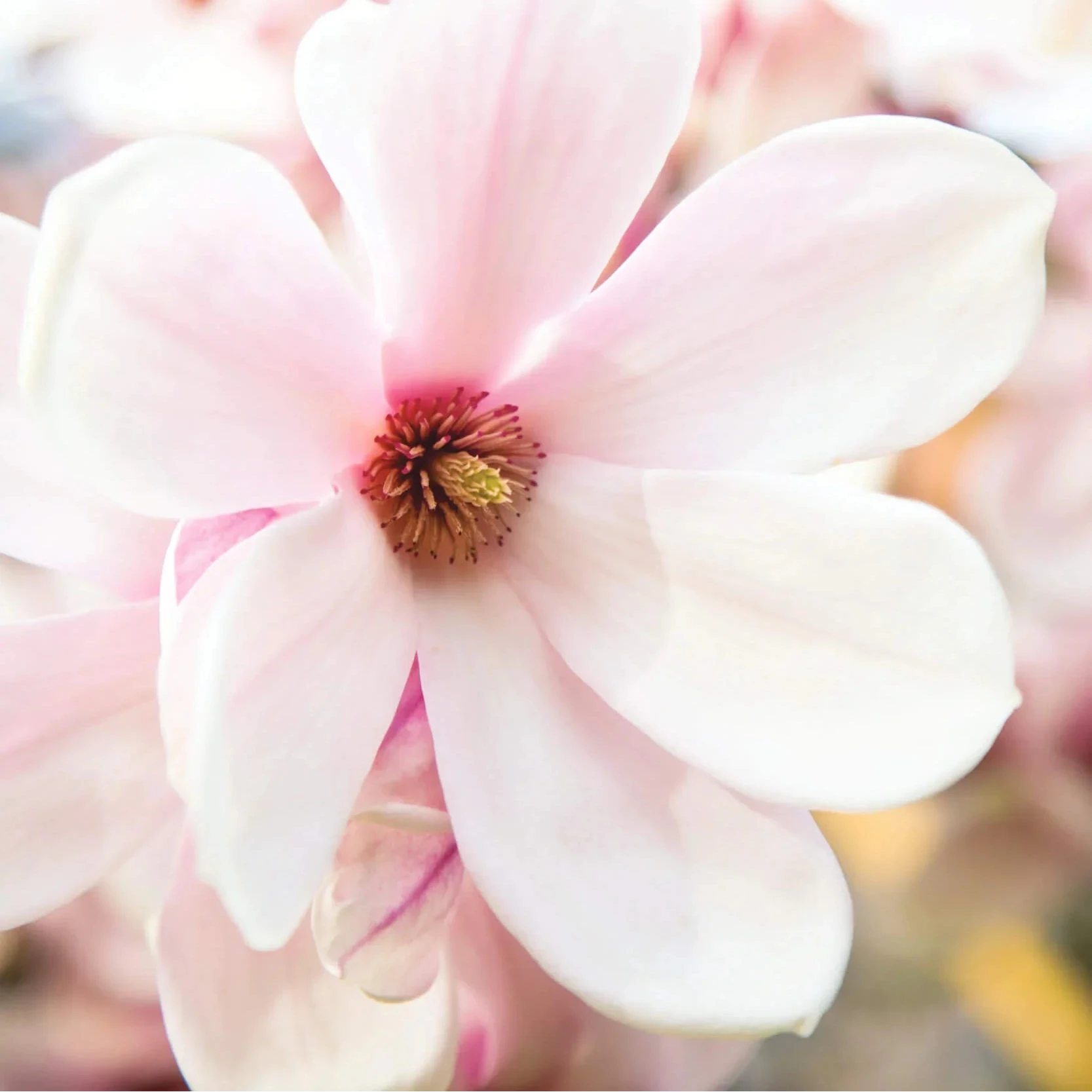 Millefiori - Roomspray - Magnolia Blossom &amp; Wood