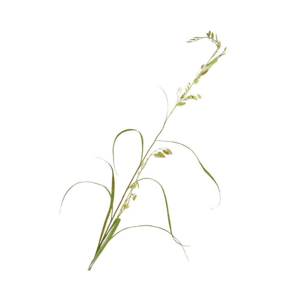 Zijden Bloemen - Silk-ka - Gras Tak Groen