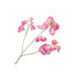 roze lathyrus tak - zijden bloemen
